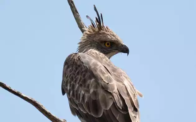 Crested Hawk-Eagle